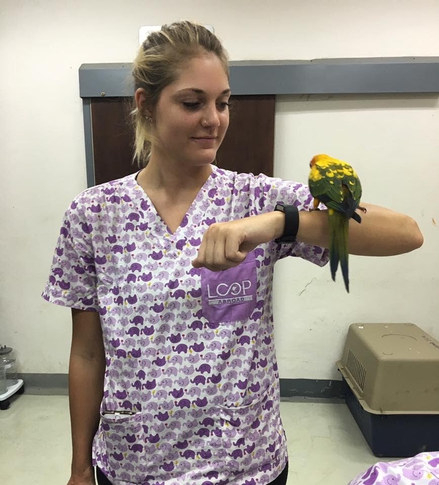 Where Can I Find Pre Vet Internships? Loop Abroad Veterinary Study