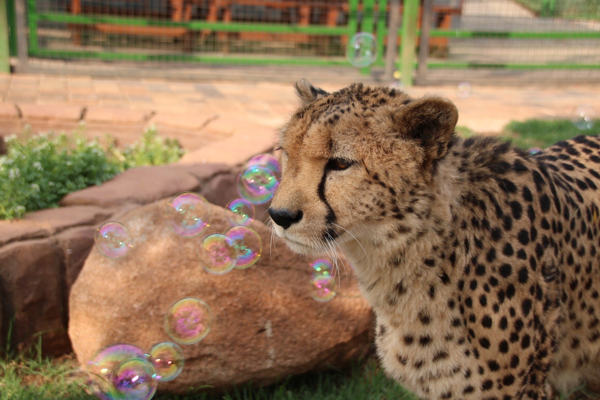 Baby Rainbow Cheetah 9