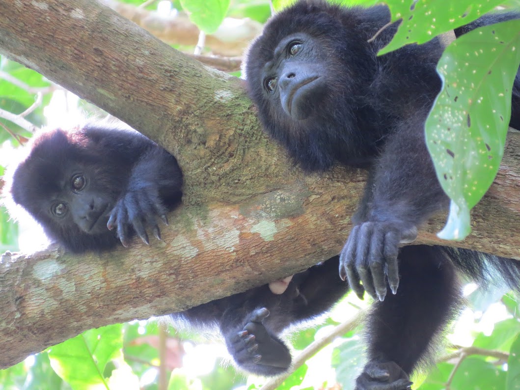 Belize Jaguar & Howler Monkey Research Fellowship - Loop Abroad